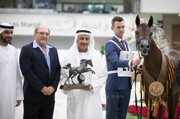 ميسم الهواجر (نشمي الهواجر x شقرا الهواجر) مربط الهواجر – الإمارات.