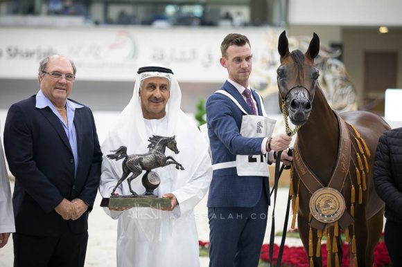 ميسم الهواجر (نشمي الهواجر x شقرا الهواجر) مربط الهواجر – الإمارات.