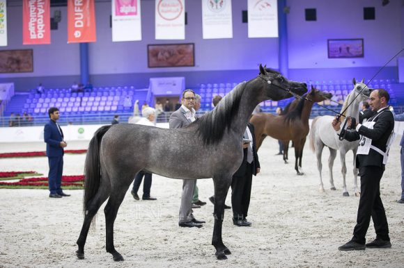 إي كي اس فراج (ابن فريد x أي كي اس بنت حلوه) مربط الخشاب- الكويت