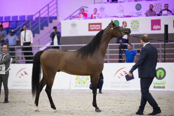 دي بارق (اف ايه الرشيم x رويال أميرة) مربط دبي- الإمارات