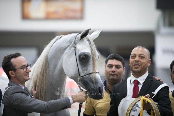 سيف البداير (اسكاليبر أي ايه x نسج المركيسا) مربط البداير – الإمارات