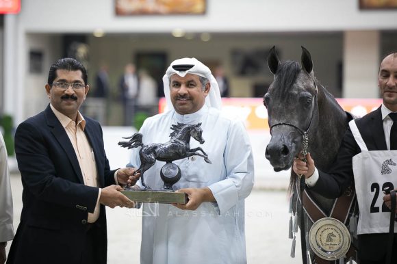 إي كي اس فراج (ابن فريد x أي كي اس بنت حلوه) مربط الخشاب- الكويت