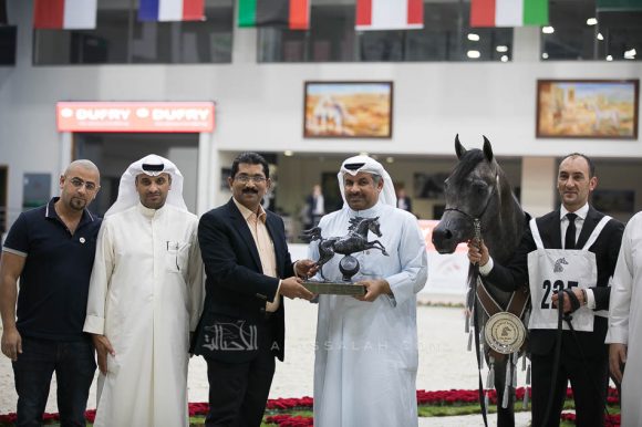 إي كي اس فراج (ابن فريد x أي كي اس بنت حلوه) مربط الخشاب- الكويت