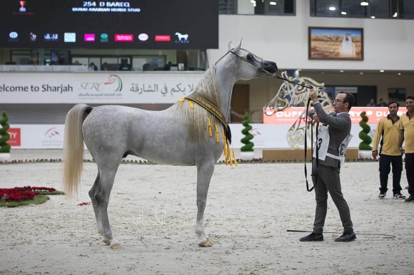 سيف البداير (اسكاليبر أي ايه x نسج المركيسا) مربط البداير – الإمارات