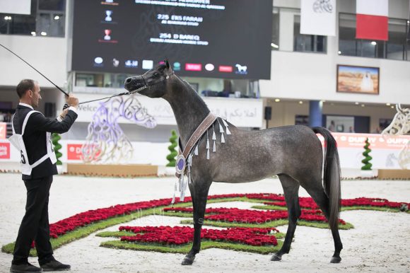 إي كي اس فراج (ابن فريد x أي كي اس بنت حلوه) مربط الخشاب- الكويت
