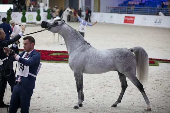 سانداون كي ايه (كيو ار مارك x ال سيرنيلا) مربط الصقران- الإمارات