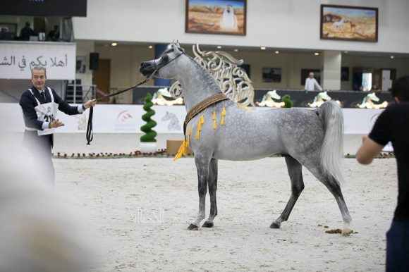 سانداون كي ايه (كيو ار مارك x ال سيرنيلا) مربط الصقران- الإمارات