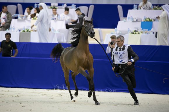 فام دوناتيلا (دومنيك ام  xدي كريستال مون) مربط الجواهر – الإمارات.
Fame Donatella (Dominic M x D Crystal Moon) Al Jawaher Arabian Horse Stud- UAE
