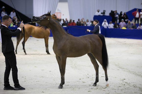 ماريا مجدالينا ان دبليو اي (اف ايه الرشيم  xمجرالينا ان دبليو اي) مربط الهواجر – الإمارات.
Maria Magdalena NWA (FA El Rasheem x Magdalina NWA) Dr. Ghanem Mohamed Obaid Al Hajri
– UAE
