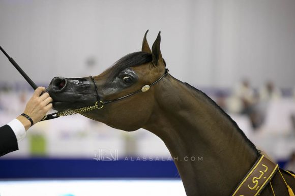 ماريا مجدلينا ان دبليو اي (اف ايه الرشيم  xمجرالينا ان دبليو اي) مربط الهواجر – الإمارات.
Maria Magdalena NWA (FA El Rasheem x Magdalina NWA) Dr. Ghanem Mohamed Obaid Al Hajri
– UAE

