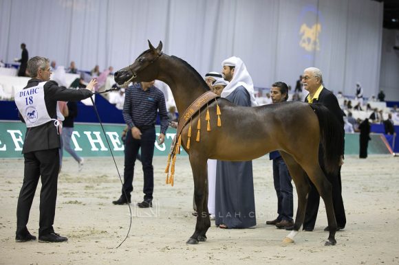 فام دوناتيلا (دومنيك ام  xدي كريستال مون) مربط الجواهر – الإمارات.
Fame Donatella (Dominic M x D Crystal Moon) Al Jawaher Arabian Horse Stud- UAE
