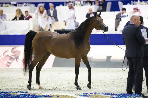 ع ج سواري (مروان الشقب  xسيبيريا) مربط عجمان – الإمارات.
AJ Sawari (Marwan Al Shaqab x Siberia SA) Ajman Stud- UAE
