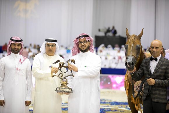 ديلايت ديفا ار بي (عجمان مونسيون  xهونيز ديلايت ار بي) مربط السيد – السعودية.
Delights Divah RB (Ajman Monsicione x Honeys Delight RB) Alsayed Arabian Horse Stud- KSA
