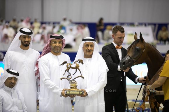 متباهي الهواجر (اف ايه الرشيم  x زد تي ماجرومي) مربط الهواجر – الإمارات.
Muthabahi Al Hawajer (FA El Rasheem x ZT Magrumi) Dr. Ghanem Mohamed Obaid Al Hajri- UAE
