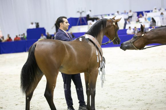 دي شخاط (دي خطاف   xدي شيرين) مربط دبي – الإمارات.
D Shakhat (D Khattaf x D Shireen) Dubai Arabian Horse Stud- UAE
