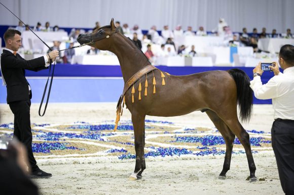متباهي الهواجر (اف ايه الرشيم  x زد تي ماجرومي) مربط الهواجر – الإمارات.
Muthabahi Al Hawajer (FA El Rasheem x ZT Magrumi) Dr. Ghanem Mohamed Obaid Al Hajri- UAE
