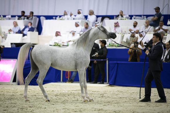 ع ج كفو (شنقهاي أي ايه   xع ج كحيلة) مربط عجمان – الإمارات.
AJ Kafu (Shanghai EA x AJ Kahayla) Ajman Stud- UAE
