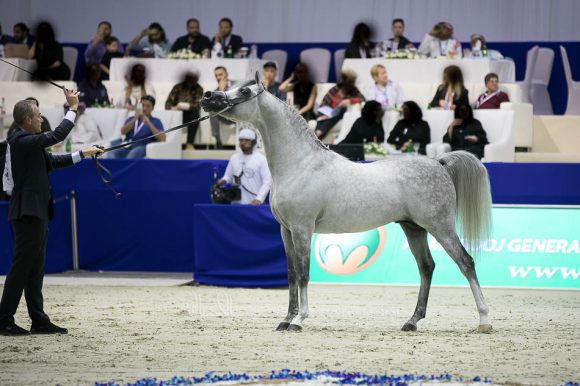 ساندوان كي ايه (كيو ار مارك xال سيرنيلا) مربط الصقران – الإمارات.
Sundown KA (QR Marc x L Serenella) Al Saqran Arabian Horse Stud- UAE