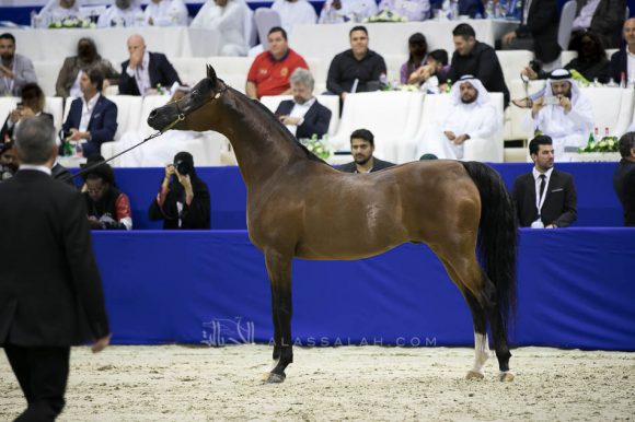 كيو آر مارك (مروان الشقب  xسويت دريمز) مربط نوك – بلجيكا.
QR Marc (Marwan Al Shaqab x Swete Dreams) Knocke Arabians-BE
