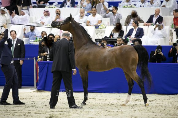 كيو آر مارك (مروان الشقب  xسويت دريمز) مربط نوك – بلجيكا.
QR Marc (Marwan Al Shaqab x Swete Dreams) Knocke Arabians-BE
