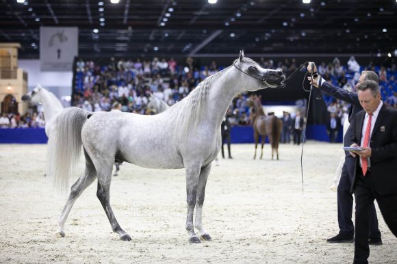 ساندوان كي ايه (كيو ار مارك xال سيرنيلا) مربط الصقران – الإمارات.
Sundown KA (QR Marc x L Serenella) Al Saqran Arabian Horse Stud- UAE