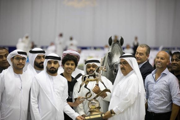 ساندوان كي ايه (كيو ار مارك xال سيرنيلا) مربط الصقران – الإمارات.
Sundown KA (QR Marc x L Serenella) Al Saqran Arabian Horse Stud- UAE