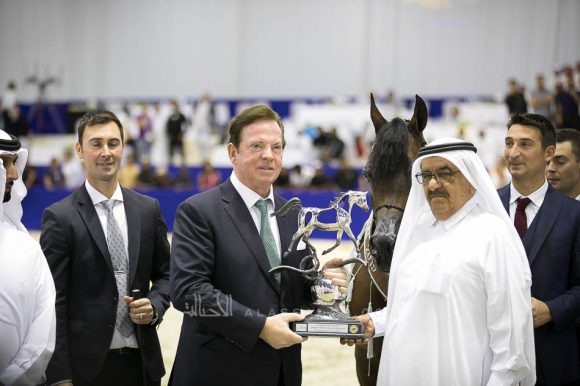 كيو آر مارك (مروان الشقب  xسويت دريمز) مربط نوك – بلجيكا.
QR Marc (Marwan Al Shaqab x Swete Dreams) Knocke Arabians-BE
