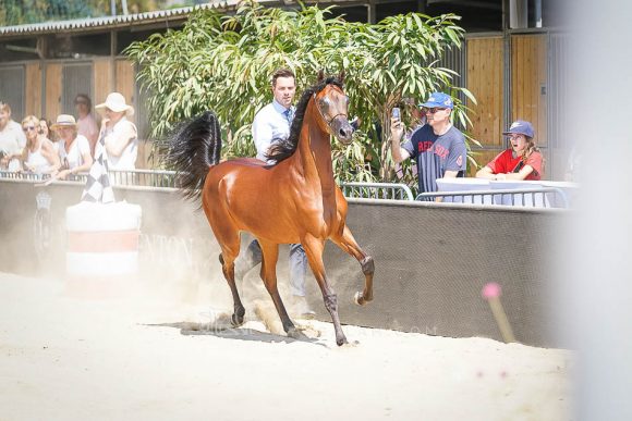 Female - Meton-07330