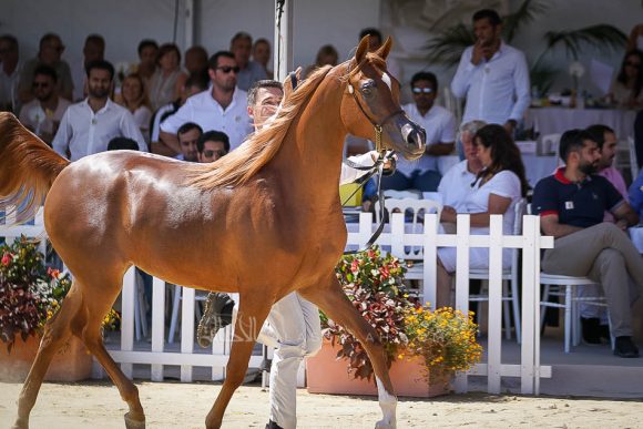 Female - Meton-07342