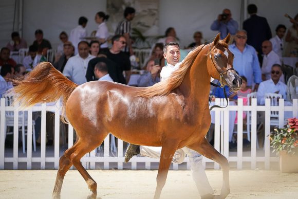 دي شامخة (اف ايه الرشيم x اف تي شيلا) مربط دبي – الإمارات
