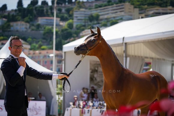 ماي فيشن ايه ايه (جيار ميا لوا x ذا فيشن اتش جي) مربط البيداء – مصر.
