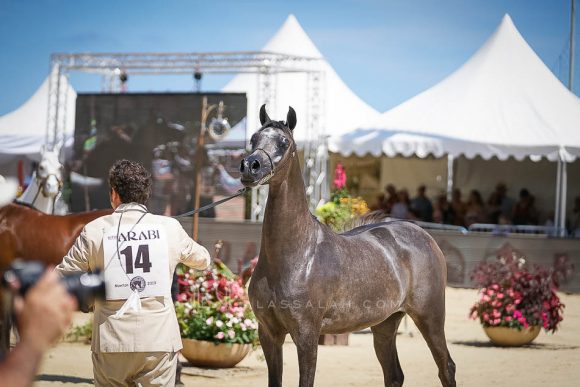 Female - Meton-07362