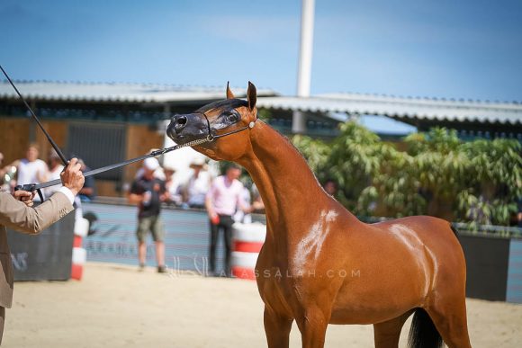 Female - Meton-07366