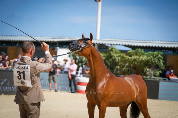 Female - Meton-07371