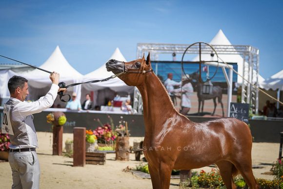 دي شامخة (اف ايه الرشيم x اف تي شيلا) مربط دبي – الإمارات