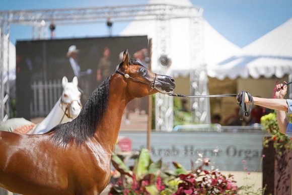 رويال أصيلة (رويال اسد x آر ارابيلا) مربط نسما – السعودية