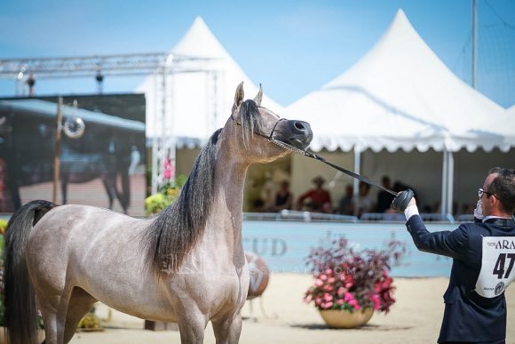 Female - Meton-07450