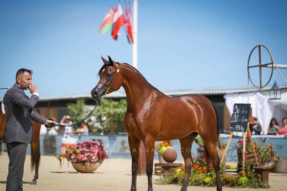 Female - Meton-07454