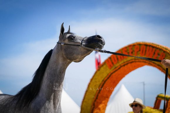 Female - Meton-07457