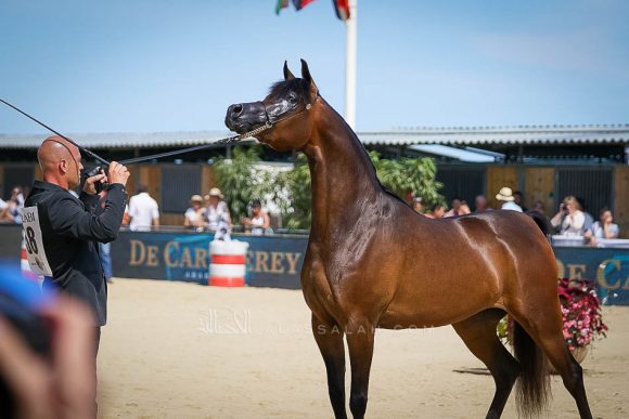 ايرالدا (اميرالد دي جي x  انيزجا) اسطبلات الشراع – الإمارات