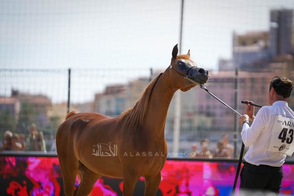 Female - Meton-07473