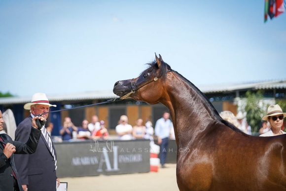 Female - Meton-07478