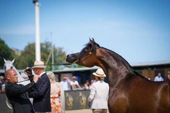 ايرالدا (اميرالد دي جي x  انيزجا) اسطبلات الشراع – الإمارات