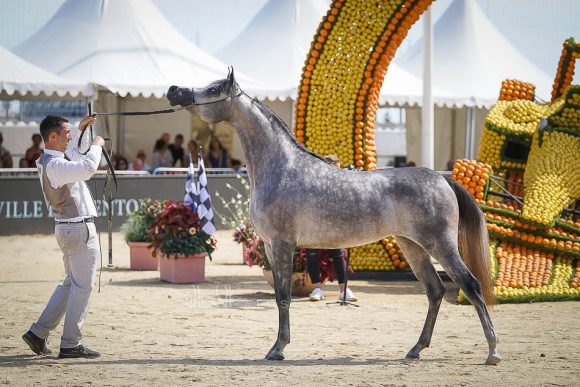 دي شيهانه (ايه ال رشيم x دي شهلا) مربط دبي – الإمارات