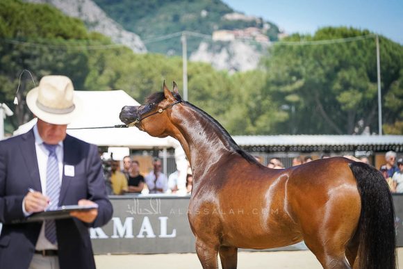 Female - Meton-07522