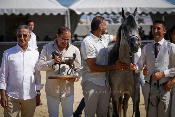 دي شيهانه (ايه ال رشيم x دي شهلا) مربط دبي – الإمارات