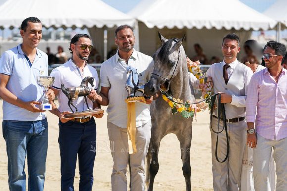 دي شيهانه (ايه ال رشيم x دي شهلا) مربط دبي – الإمارات