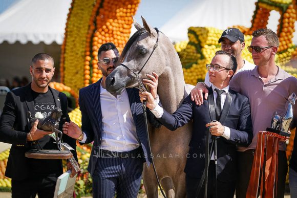 الجمره (ع ج بورتيفينو x افا ماريا) مربط الشيخ