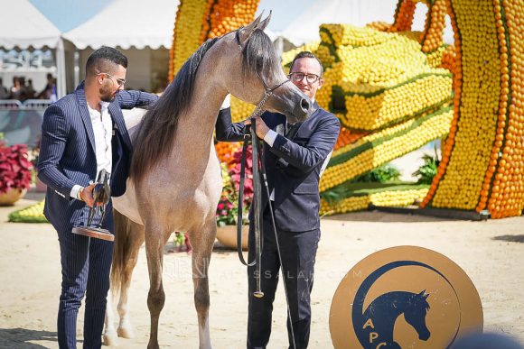 الجمره (ع ج بورتيفينو x افا ماريا) مربط الشيخ