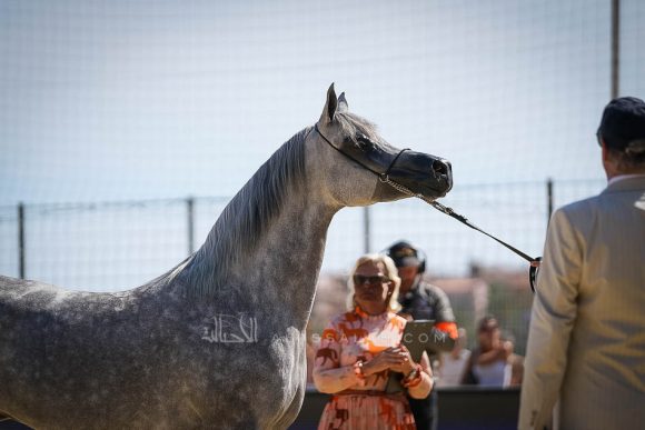 Female - Meton-07627